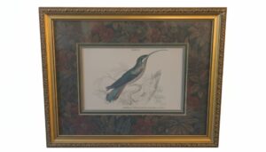 Jardines-Hummingbirds-Plate-Trochilus-superciliosus