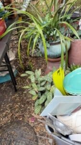 37C99217-71F7-4F95-89A7-7BFCF7424946_4_5005_c