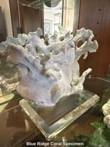 Blue-Ridge-Coral-Specimen-2