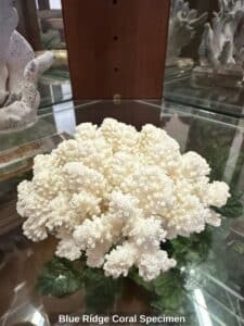 Blue-Ridge-Coral-Specimen-second-image-2