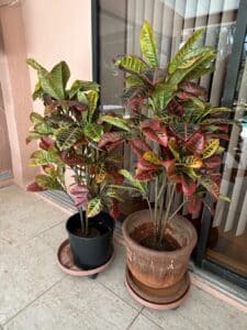 Croton-Petra-Plants-Codiaeum-variegatum-Petra