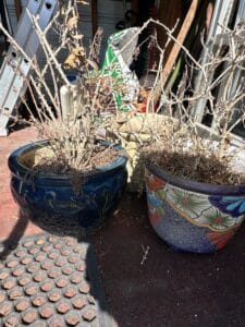 Decorative-Ceramic-Planters-with-Dried-Plants