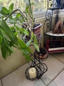Dendrobium-Orchid-Plant-in-Ceramic-Pot-with-Metal-Stand