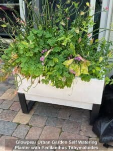 Glowpear-Urban-Garden-Self-Watering-Planter-with-Pedilanthus-Tithymaloides-Devils-Backbone-and-Oxalis