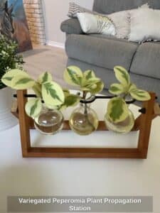 Variegated-Peperomia-Plant-Propagation-Station