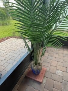 Artificial-Areca-Palm-Plant-in-Cobalt-Blue-Pot