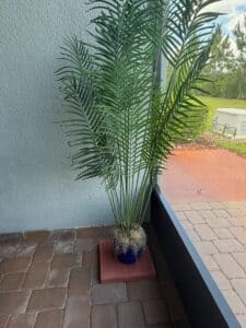 Artificial-Majesty-Palm-Plant-in-Blue-Pot