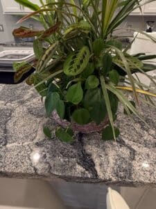 Assorted-Potted-Houseplants