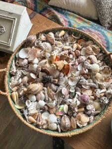 Assorted-Seashell-Collection-in-Woven-Basket