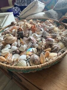 Assorted-Seashell-Collection-in-Woven-Basket-second-image