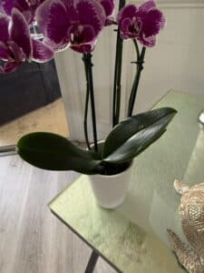Purple-Phalaenopsis-Orchid-Plant-1