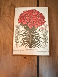 Basilius-Besler-Lilium-cruentum-polyanthos-Botanical-Lithograph