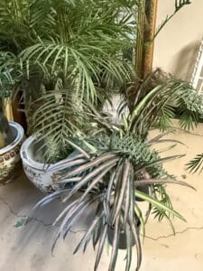 Dracaena-marginata-Tricolor-Rainbow-Plant