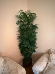 Artificial-Areca-Palm-Tree