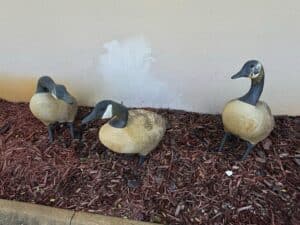 Set-of-Three-Decorative-Canada-Goose-Garden-Decoys