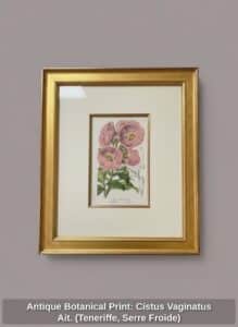Antique-Botanical-Print-Cistus-Vaginatus-Ait.-Teneriffe-Serre-Froide-second-image
