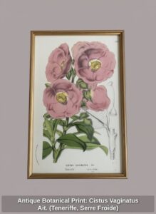 Antique-Botanical-Print-Cistus-Vaginatus-Ait.-Teneriffe-Serre-Froide-third-image