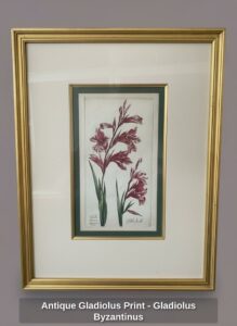 Antique-Gladiolus-Print-Gladiolus-Byzantinus