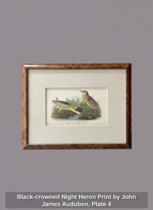 Black-crowned-Night-Heron-Print-by-John-James-Audubon-Plate