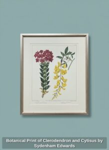 Botanical-Print-of-Clerodendron-and-Cytisus-by-Sydenham-Edwards-second-image