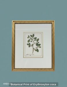 Botanical-Print-of-Erythroxylon-coca-second-image