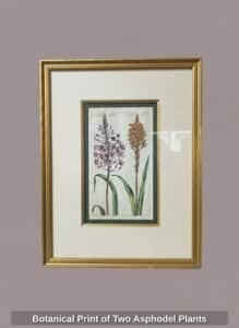 Botanical-Print-of-Two-Asphodel-Plants