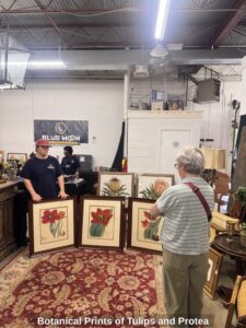 Botanical-Prints-of-Tulips-and-Protea