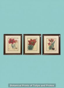 Botanical-Prints-of-Tulips-and-Protea-second-image
