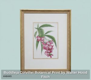 Buddleja-Colvillei-Botanical-Print-by-Walter-Hood-Fitch-second-image