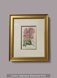 Cistus-Vaginatus-Botanical-Print-B