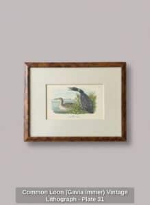 Common-Loon-Gavia-immer-Vintage-Lithograph-Plate