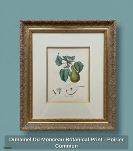 Duhamel-Du-Monceau-Botanical-Print-Poirier-Commun-second-image