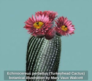 Echinocereus-perbellus-Turkeyhead-Cactus-botanical-illustration-by-Mary-Vaux-Walcott-second-image