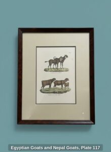 Egyptian-Goats-and-Nepal-Goats-Plate-second-image