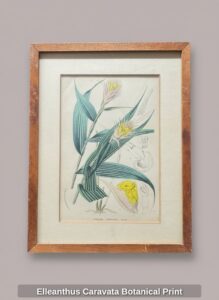 Elleanthus-Caravata-Botanical-Print