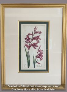 Gladiolus-Biftantinus-atro-purpureus-and-Gladiolus-flore-albo-Botanical-Print