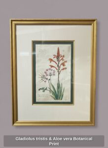 Gladiolus-tristis-Aloe-vera-Botanical-Print