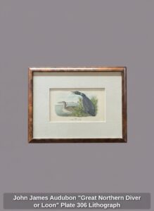 John-James-Audubon-Great-Northern-Diver-or-Loon-Plate-Lithograph