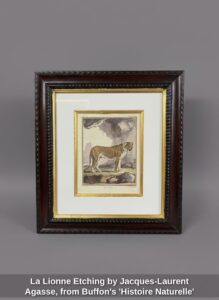 La-Lionne-Etching-by-Jacques-Laurent-Agasse-from-Buffons-Histoire-Naturelle
