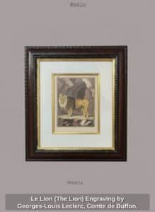 Le-Lion-The-Lion-Engraving-by-Georges-Louis-Leclerc-Comte-de-Buffon-Pl.-XLVIII