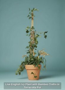 Live-English-Ivy-Plant-with-Bamboo-Trellis-in-Terracotta-Pot-second-image
