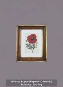 Oriental-Poppy-Papaver-Orientale-Botanical-Etching