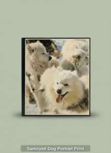 Samoyed-Dog-Portrait-Print-2