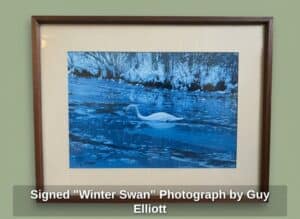 Signed-Winter-Swan-Photograph-by-Guy-Elliott