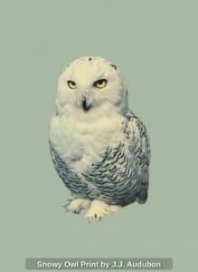 Snowy-Owl-Print-by-J.J.-Audubon-2