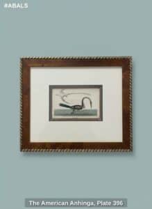 The-American-Anhinga-Plate-second-image
