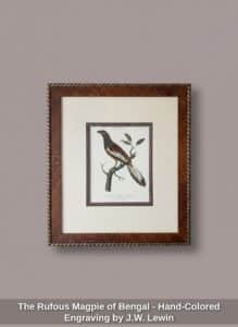 The-Rufous-Magpie-of-Bengal-Hand-Colored-Engraving-by-J.W.-Lewin