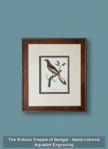 The-Rufous-Treepie-of-Bengal-Hand-colored-Aquatint-Engraving-second-image