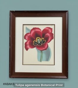Tulipa-agenensis-Botanical-Print-second-image