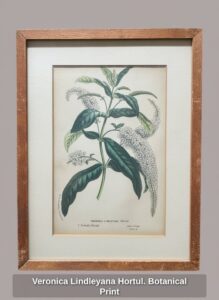Veronica-Lindleyana-Hortul.-Botanical-Print